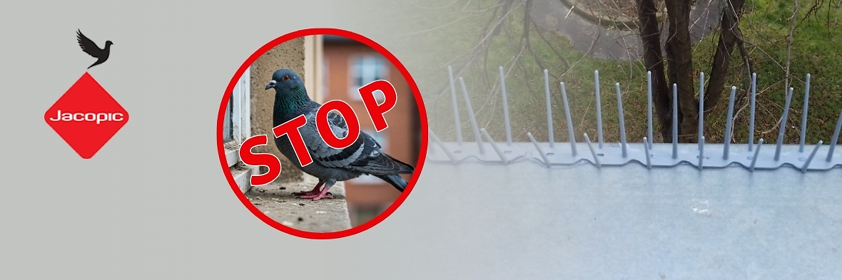 Gdzie kupić skuteczne kolce przeciw ptakom w Warszawie?