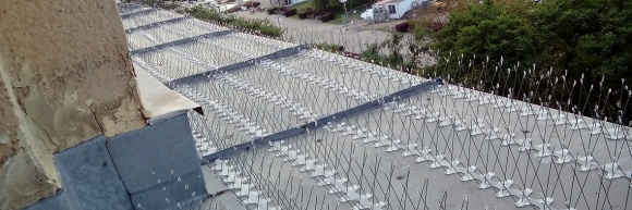 Jak odstraszyć ptaki z dachu?