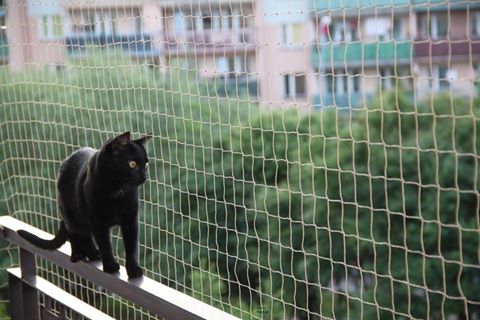 Siatka dla kota na balkon