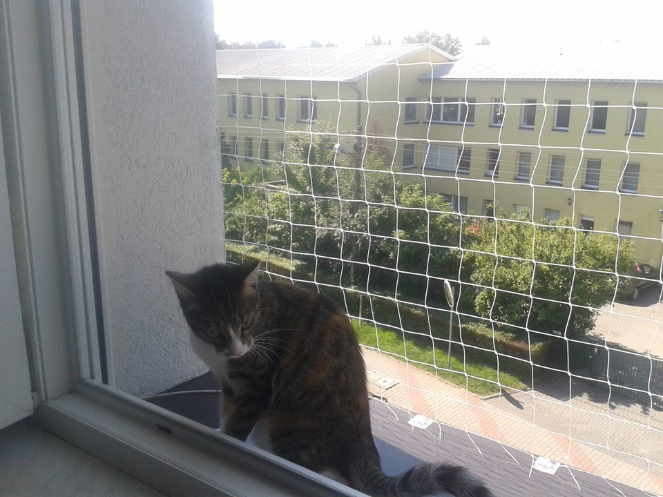 SIATKA ZABEZPIECZAJĄCA DLA KOTA NA BALKON OKNO